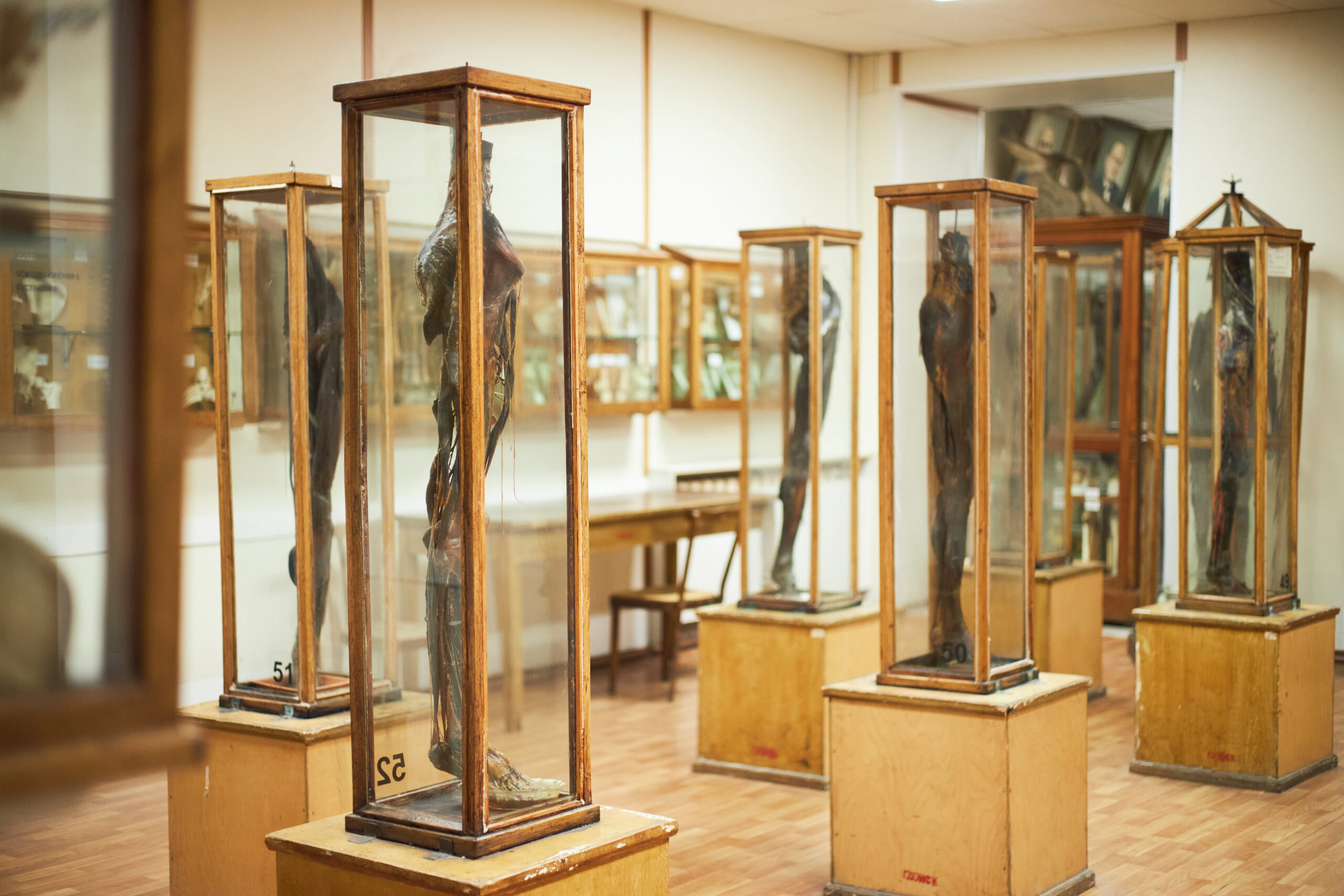 Mummified bodies in glass display cases